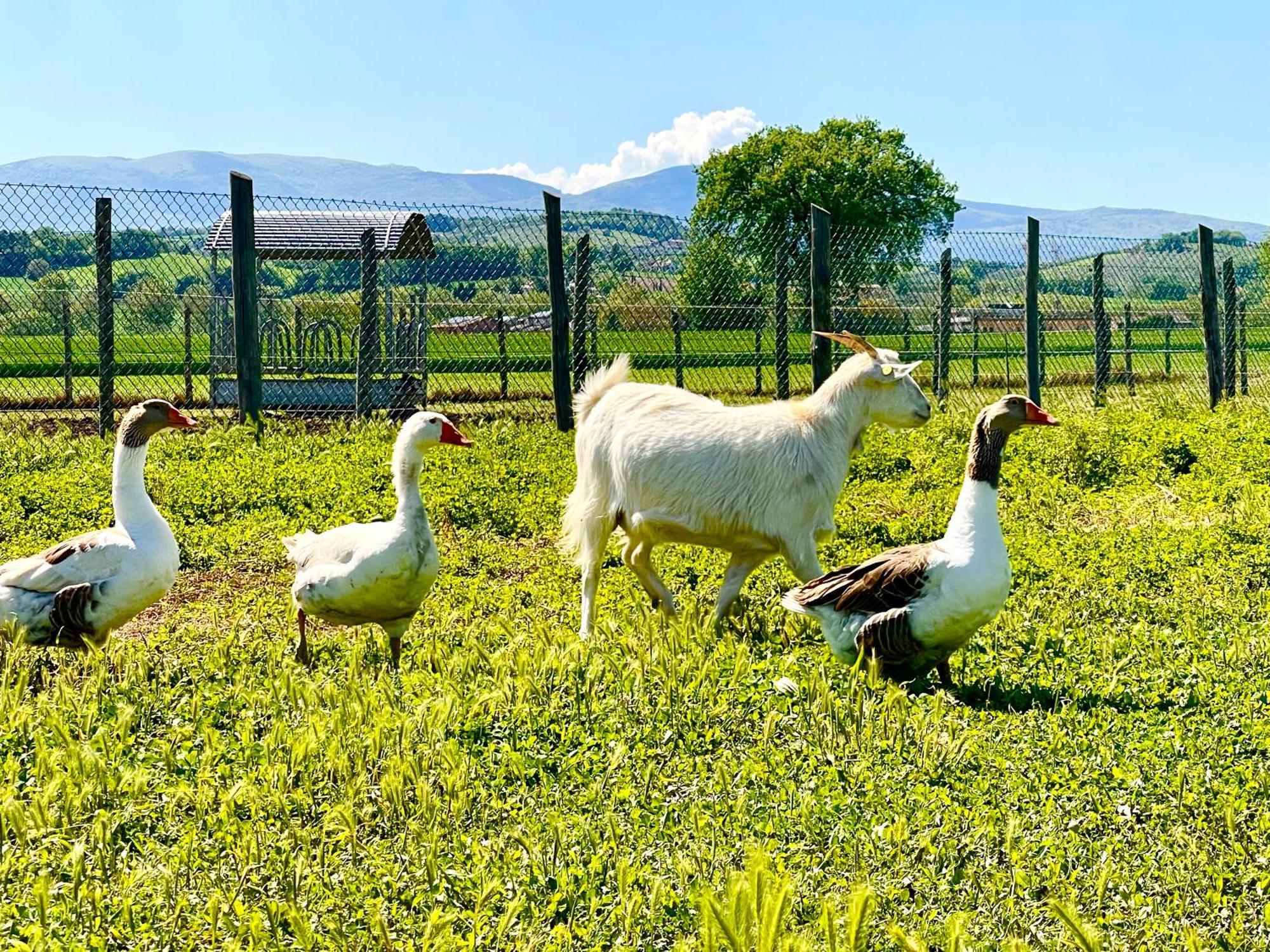 Casale Rotoloni Villa Protte Dış mekan fotoğraf